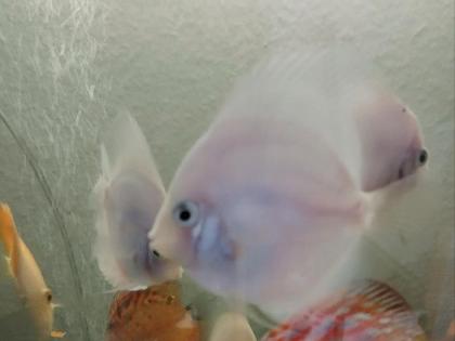 Diskus White Angel 6/8