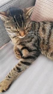 Ich suche meinen Kater Simba Katze