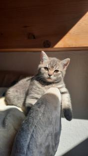 Bkh Kitten 1- weibchen ist frei