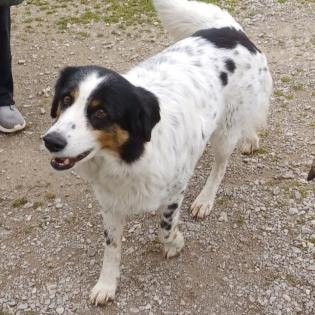 Margarita / Status sucht ein Zuhause