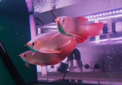 SUPER RED Arowana fisch zu verkaufen