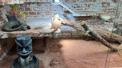 Drago Bartagame sucht neues Zuhause mit Terrarium