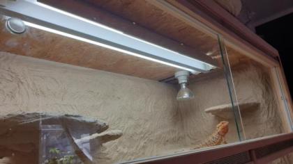 Bartagame mit Terrarium / Terrarium / Bartagame