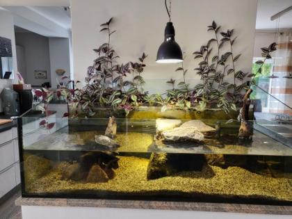 Zu verschenken Wasserschildkröte mit Aquarium