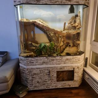 Bartagame mit Terrarium