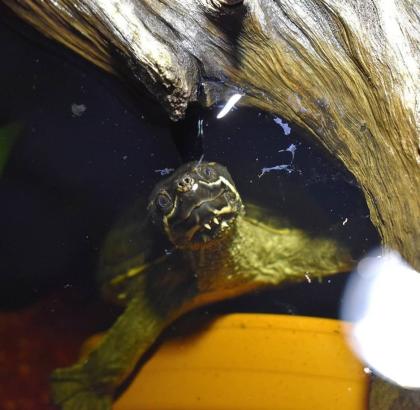 Wasserschildkröte Moschusschildkröte sucht ein neues Zuhause