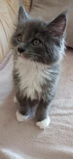 Maine-Coon-Kätzchen suchen ein neues Zuhause