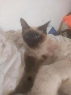Heilige Birma Kater