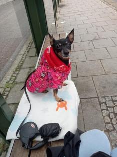 Zwergpinscher