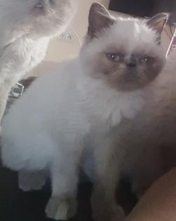 Colourpoint, Exotic Shorthair, blaue Augen, Katze, Jungtier