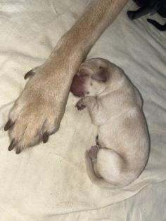 Labrador Welpen, reinrassig, Babylabradore