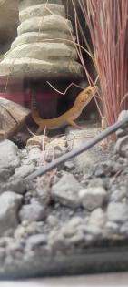 Terrarium mit Leopardengeckos