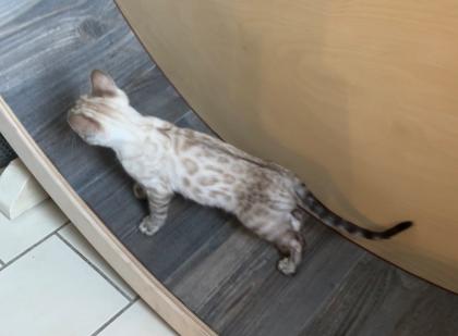Snow Bengalen aus liebevoller Zucht mit TICA-Stammbaum - nur noch 2 zu haben