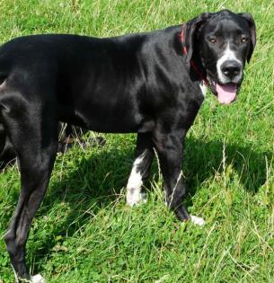 Deutscher Doggenrüde Elvis sucht ein liebevolles neues Zuhause