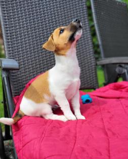 3 reinrassige Jack Russell Rüden