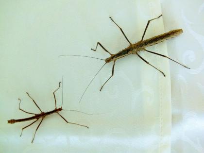 Biete Eier diverser Phasmiden Neohirasea maerens, Achrioptera fallax, Exatosoma
