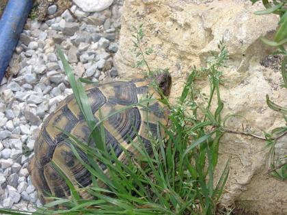 Griechische Landschildkröten THB, adult, verschiedene Jahrgänge