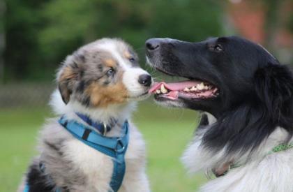 Australian Shepherd x American Collie Welpen