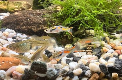 Schöne Endler Guppy/ Guppies zu verkaufen Weibchen Männchen