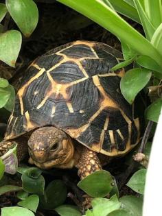 Sternschildkröten NZ 2021 Geochelone elegans