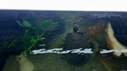 Wasserschildkröten mit Aquarium und Zubehör