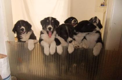 Border Collie -Welpen mit VDH/FCI Papieren