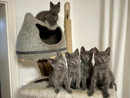 Chartreux / Kartäuser Kätzchen