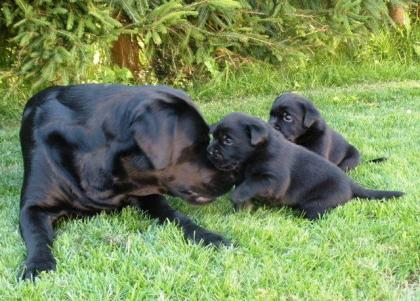 Labrador Retriever Welpen vom Sauboden FCI