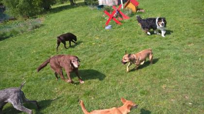 Hundebetreuung Nord - Ihre professionelle Hundebetreuung in Hamburg