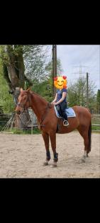 Braver Wallach sucht neues zu Hause