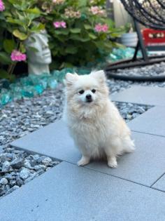 Pomeranian zwergspitz
