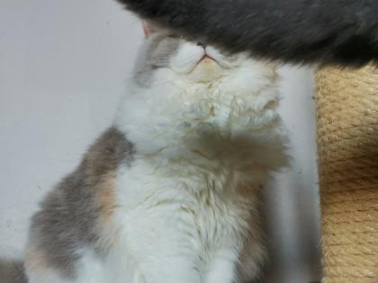 Traumhafte BKH Jung tiere in allerbeste Hände abzugeben