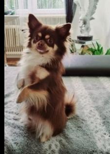 Chihuahua Rüde