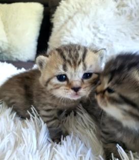 Süsse reinrassige Bkh Kitten