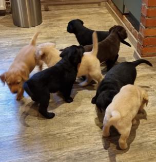 Labrador Welpen Reinrassig