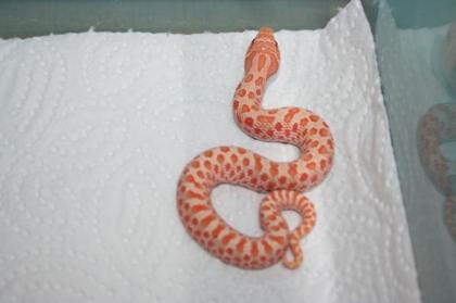Hakennasennattern Albio, 100 het Albino abzugeben