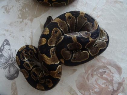 0. 1 Python regius nominat het Piebald im Doppelpack