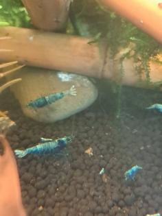 Caridina Deep Blue Bolt low-mid Süßwasser Garnelen