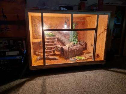 Weibliche Bartagame plus Terrarium und Zubehör
