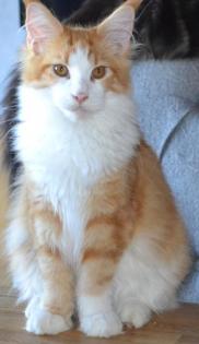 Maine Coon Youngster in red tabby w white mit Stammbaum