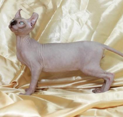 Sphynx katzen