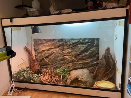 Kornnatter, 2 Jahre alt mit großem Terrarium abzugeben