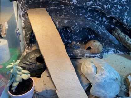 2 Leopardgecko Weibchen Terrarium