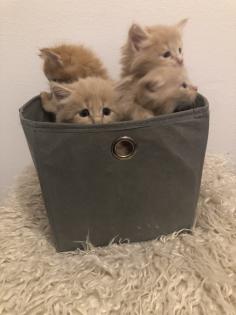 Maine Coon reinrassig