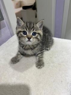 BKH Kitten