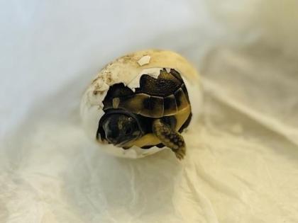 THH und THB griechische Landschildkröten Nachzuchten 2022