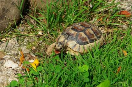 Griechische Landschildkröten