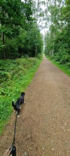 Liebevoll bezahlbar Hundebetreuung Gassi service mit Herz Erfahrung