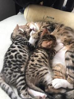 Bengal mix suchen Dosenöffner
