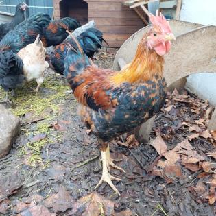 Hähne Junghähne Australorp Welsumer